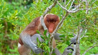 Обезьяна Носач  Proboscis monkey [upl. by Avir874]