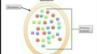 اسهل طريقة لشرح اليسوسوم Structure amp Function of Lysosomes  A Level Biology [upl. by Abijah]