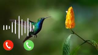 New ringtonetrending ringtones New songNew ringtone 2024viralvideonewringtone music [upl. by Vona]