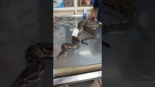 ദിവസങ്ങളോളം വലയിൽ കുരുങ്ങി കിടന്ന പാമ്പ് 🐍 Medical care for injured python urbansnakelife sarpa [upl. by Mozza]