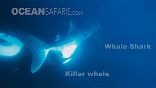 Killer Whale attacks Whale Shark [upl. by Goldner]