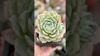 Echeveria ElationTippy echeveria succulent succulents succulentvarieties succulentobsession [upl. by Merdith]