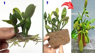 UNIQUE TECHNIQUE with method of stimulating jackfruit tree growth using superdeveloped aloe vera [upl. by Osner]