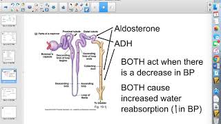 Biology 30 ADH and Aldosterone Feedback Loops [upl. by Nerta729]