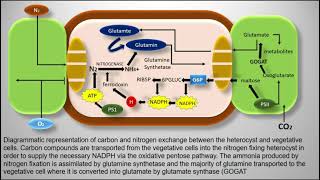 Heterocyst  Cyanobacteria  Nostoc [upl. by Anawahs]