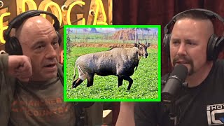 Joe Rogan  One Time Hunting Nilgai [upl. by Annonyw966]