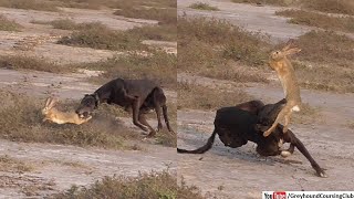 Greyhound hunting rabbit  hunting with dogs  dog hunting hare [upl. by Katinka250]