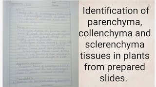 Identification of parenchyma collenchyma and sclerenchyma tissues in plants from prepared slides [upl. by Enelam574]