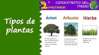 Cono 2º Primaria Tema 6 Tipos de plantas [upl. by Eeslek]