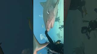 Tiger Shark scratch  that’s the spot sharks shark explore adventure ocean nature [upl. by Matthaeus]