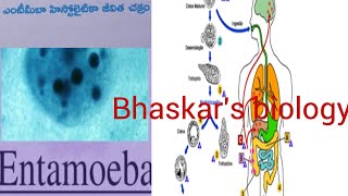 Entamoeba histolytica life cycle TMampEM [upl. by Alvis]