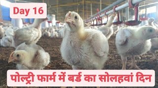 Day 16 of Broiler Poultry Farming  Broiler Chicken Farming [upl. by Nally106]