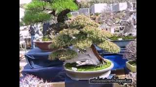 Bonsai market at the Green Club Part 7 Kokufu Bonsai Ten 2013 [upl. by Onihc476]