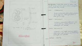 To study and identify species nostoc BSc first year botany practical NEP syllabus BSc botany major [upl. by Marva148]