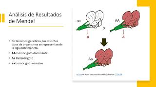 Genética video [upl. by Dunton]