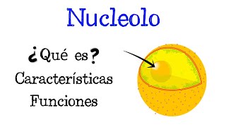 🌐 ¿Qué es el Nucleolo 💥 Características y Funciones Fácil y Rápido  BIOLOGÍA [upl. by Nylave]