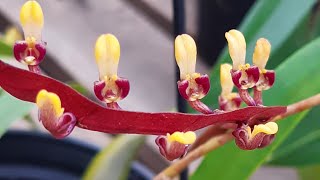 Bulbophyllum falcatum buffo [upl. by Milena]