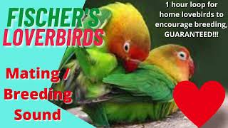 Fischers love birds parrot mating breeding call sound 1 hour video to encourage mating in home bird [upl. by Greeson274]