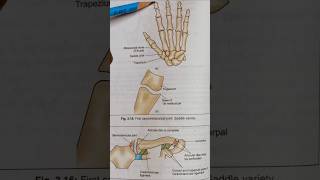 BONES OF PALM shorts trending anatomy medical mbbs drphysiosurat0269 [upl. by Atsed794]