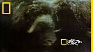 Musk Oxen vs Arctic Wolves  National Geographic [upl. by Hplodur]