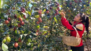 Jujube fruits season in my village  Pick jujube fruit to eat and prepare grilled fish [upl. by Drews415]