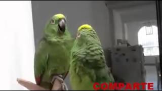 Loros cantando quotAlabare a mi señorquot [upl. by Moule295]