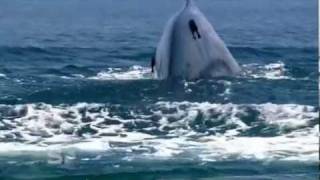 Worlds Largest Blue Whale colony  Discovered in Sri Lanka [upl. by Perlis]