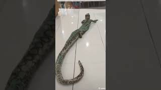 TAONG AHAS SA MALL TOTOO PALA KATAKOT NAMAN snake snakeman [upl. by Ecinad]