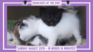 Highlights of the Day  Sunday August 25th [upl. by Aehta]