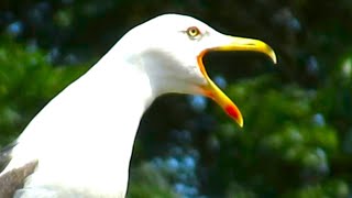 Seagull Screaming Warning Calls  Amazing Seagull Sounds [upl. by Heim]