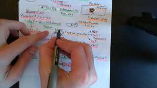 Anticoagulants and Thrombolytics Part 1 [upl. by Bonilla]