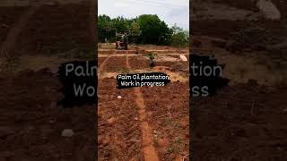 Preparing palm oil plantation  Bhumiputra Organic [upl. by Capone218]