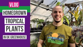 My homegrown tropical amp exotic plants in a UK greenhouse [upl. by Roseann582]