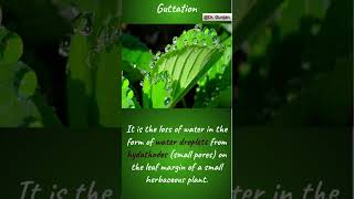 plants guttation biology neet science ytshorts shorts hydathodes [upl. by Zephan577]