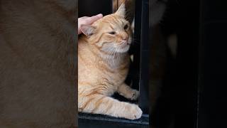 Purrfect Head Rubs 🥰🥰🥰 cute cat cuddle love [upl. by Avert]