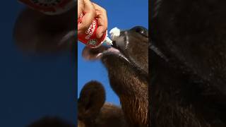 Bizarre Foods for Bears  Bizarre Foods with Andrew Zimmern  Travel Channel [upl. by Betteanne]