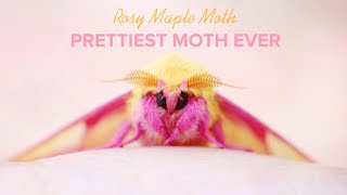 This is The PRETTIEST Moth Ever  Rosy Maple Moth [upl. by Jordanson]