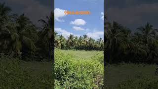 754 Udumalpet South 15KM 4 Acres Agriculture Land Cut Road Based srimahalakshmirealestate [upl. by Domela]