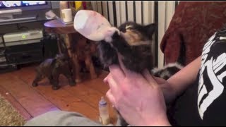 Kitten bottle feeding herself [upl. by Dugaid297]