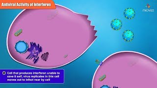 Antiviral Activities of Different Interferon Types and Subtypes [upl. by Ilowell]