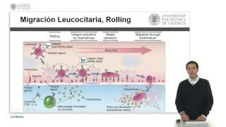 La inflamación la migración leucocitaria   UPV [upl. by Marrin716]