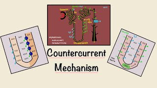 Countercurrent Mechanism  Loop of Henle  Concentration of urine  Renal Physiology [upl. by Wardle280]