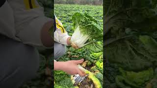 How to grow and sow new varieties of vegetables in the winter months agriculture farmlife shorts [upl. by Dnumyar]