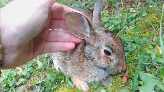 Comforting A Dying Rabbit  A Documentary [upl. by Joana94]