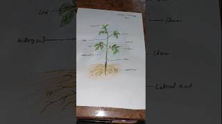 Morphology of Flowering plants drawing  easy  parts of flowring plants labelled diagram CBSE [upl. by Merp]