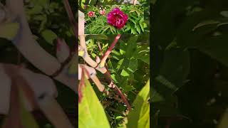 How to prune Tree Peonies [upl. by Yrrok]