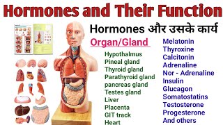 Hormones and Their Function। All Hormones in Human Body [upl. by Annuhsal705]