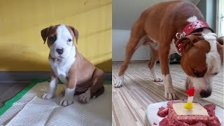 Amstaff Boss  8 weeks to 1 year [upl. by Rubie]