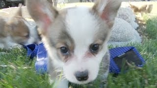 Corgi Puppy Is Classy With A Tie [upl. by Tony]