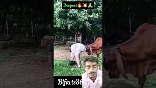 animals 🙏🔥🔥💯🙏funny respect blfacts sanrlesh memes viralvideos [upl. by Eelyam]